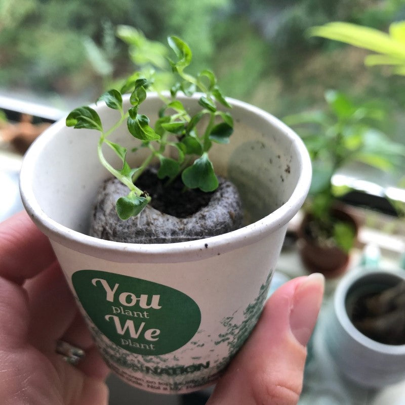 You Plant We Plant Tree Cup, We Plant 10 More Trees-1